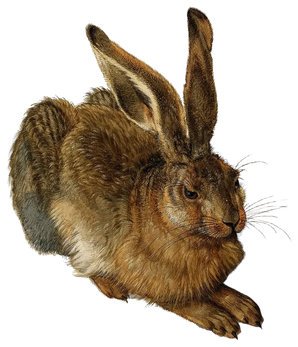 A young hare, after Albrecht Dürer's watercolour (1502)